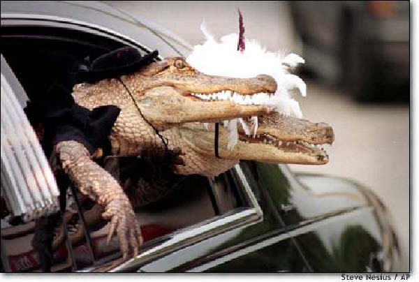 animaux 0004-humourenvrac